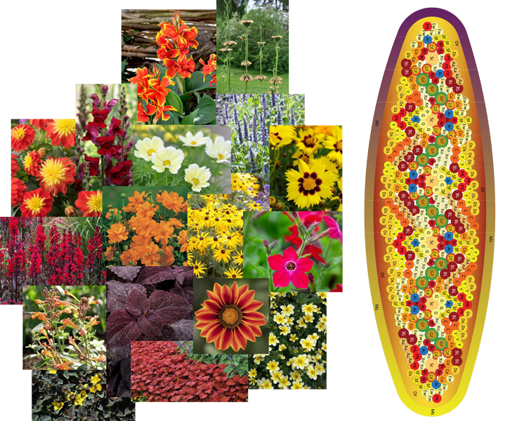 Kollage av olika blommor samt en skiss på en planteringsyta som visar hur blommorna ska placeras ut.