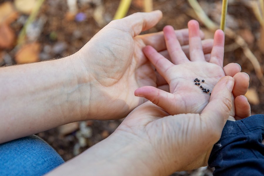 Två vuxna händer håller i ett barns händer. I barnets hand ligger några frön. 