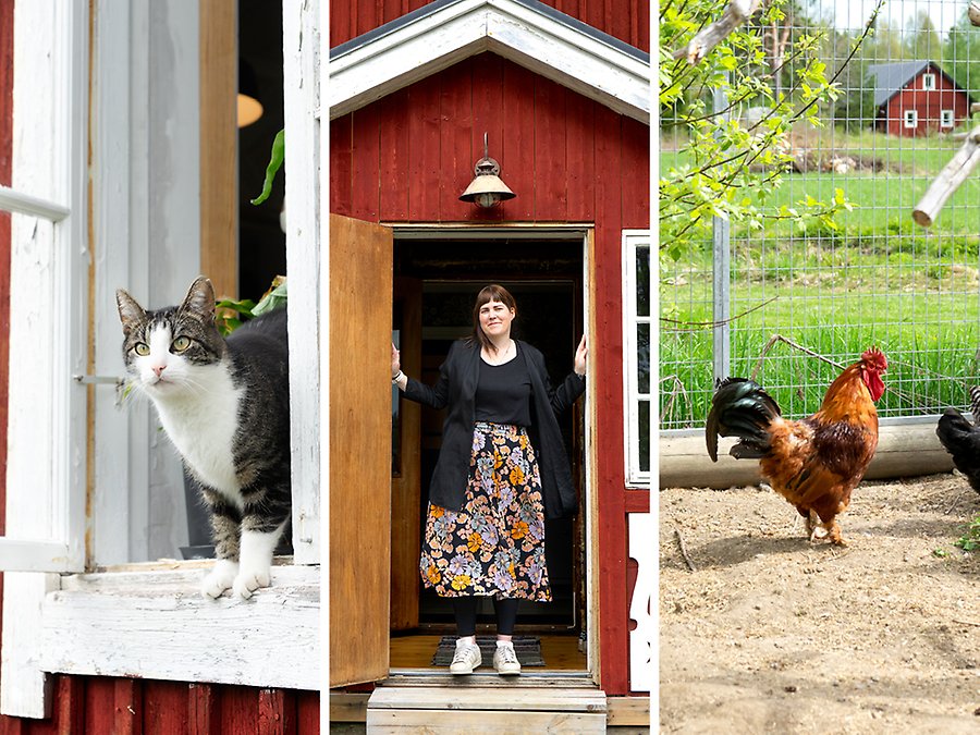Ett kollage med tre bilder. En bild på en katt, en på Elin som står i dörröppningen till sitt hus och en på tuppen i hönsgården.