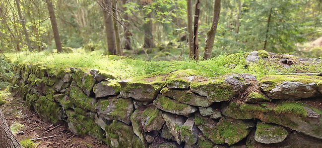 Grön, gräs och mossbevuxen stenmur. Foto: Norra Berget