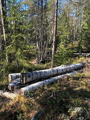 Alttext: Skogen på Norra Stadsberget Fotograf: Ulrika Stenbäck Bildtext: -